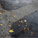 Leaves on Pavement by chikadnz