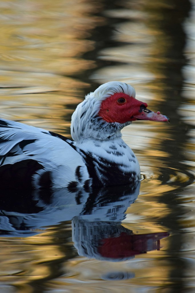 107. Muscovy duck by dragey74