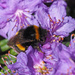 Buff-tailed Bumblebee by philhendry