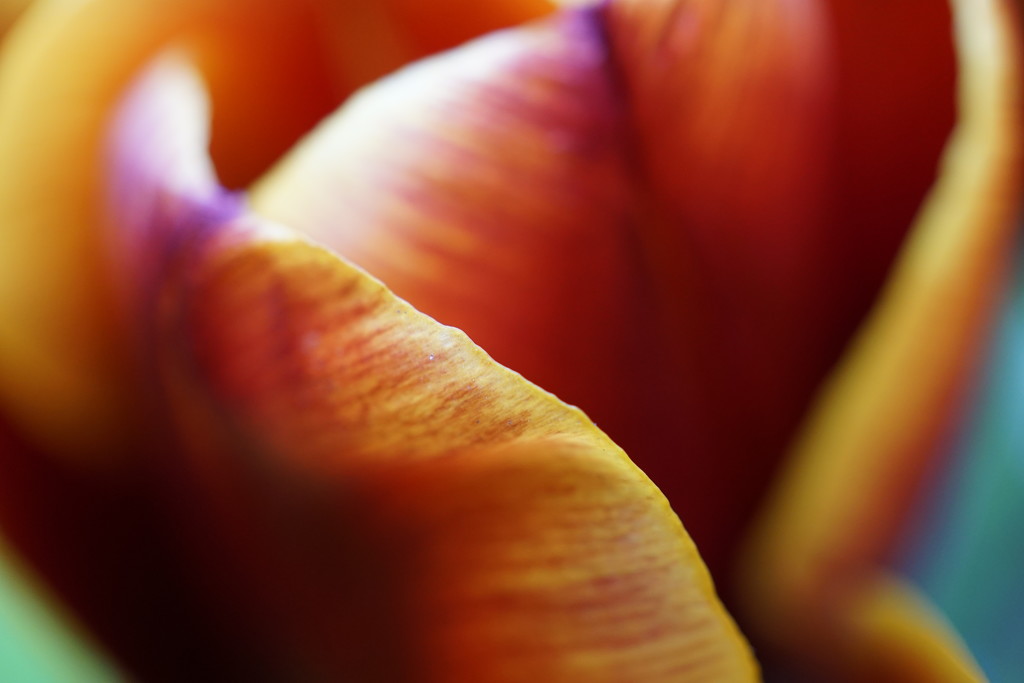 Tulip Petals by mattjcuk