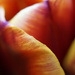 Tulip Petals by mattjcuk