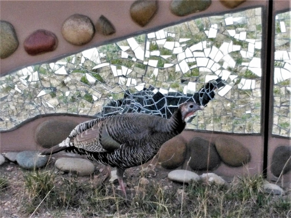 Turkey reflection by sandlily
