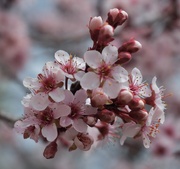 20th Apr 2018 - Redbud blossoms