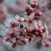 Redbud blossoms by sandlily