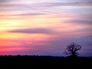 16th Apr 2018 - Lone tree sunset