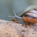 Snail.... by ziggy77
