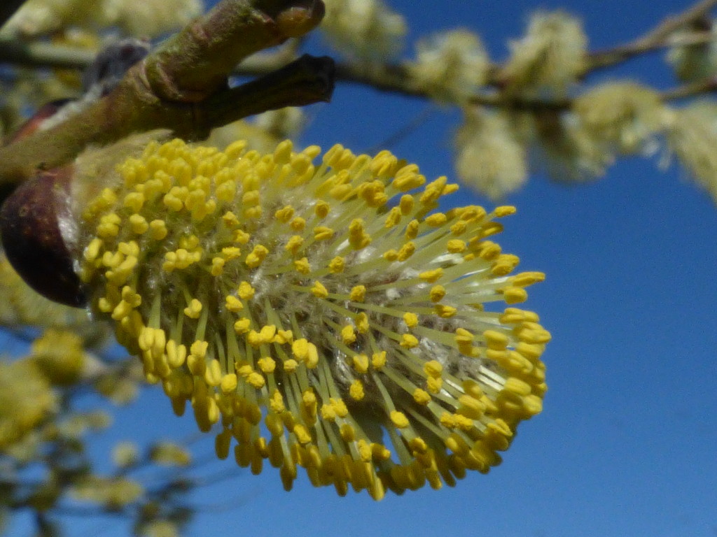 Willow catkins and blue skies by julienne1