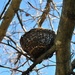 Day 109: Birds' nest? by jeanniec57