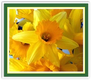 21st Apr 2018 - Daffodil.
