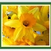 Daffodil. by grace55