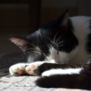 20th Apr 2018 - Domino's nap in the sun