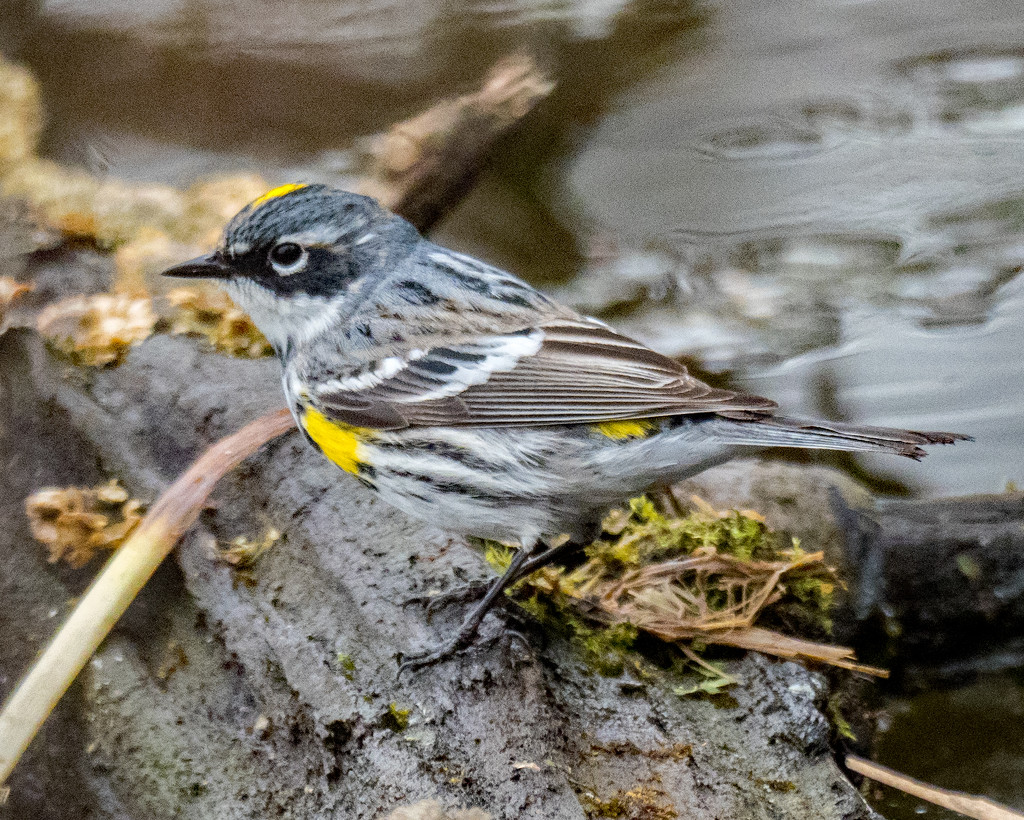 Yellow-rumped Warbler Landscape by rminer