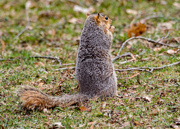 21st Apr 2018 - Squirrel Prairie Dogging