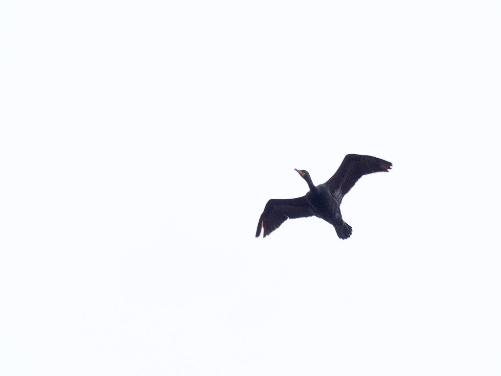 Double-crested Cormorant in Flight by rminer