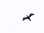 21st Apr 2018 - Double-crested Cormorant in Flight