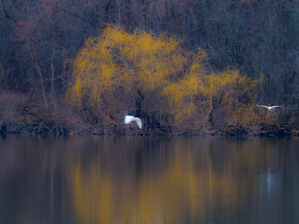 Egrets in flight by yellow spring trees by rminer