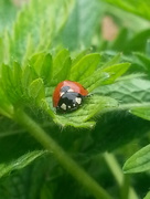 21st Apr 2018 - Shiny ladybird