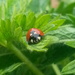 Shiny ladybird by suzanne234