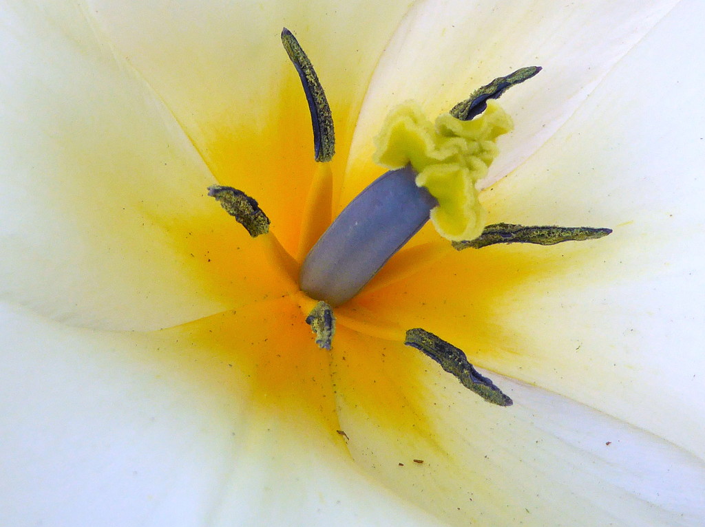 White tulip?? by gaf005