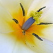 White tulip?? by gaf005