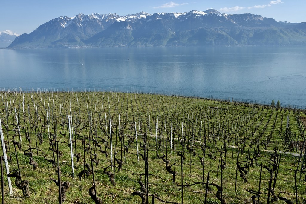 Wineyard, lake and mountain by vincent24