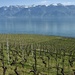 Wineyard, lake and mountain by vincent24
