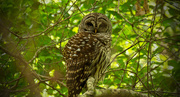 21st Apr 2018 - Barred Owl Behind the Limbs!
