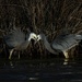 Kissing cousins? by maureenpp