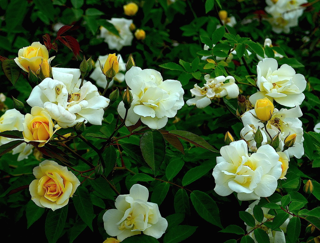 Roses, Hampton Park, Charleston, SC by congaree