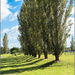 Poplars by nzkites