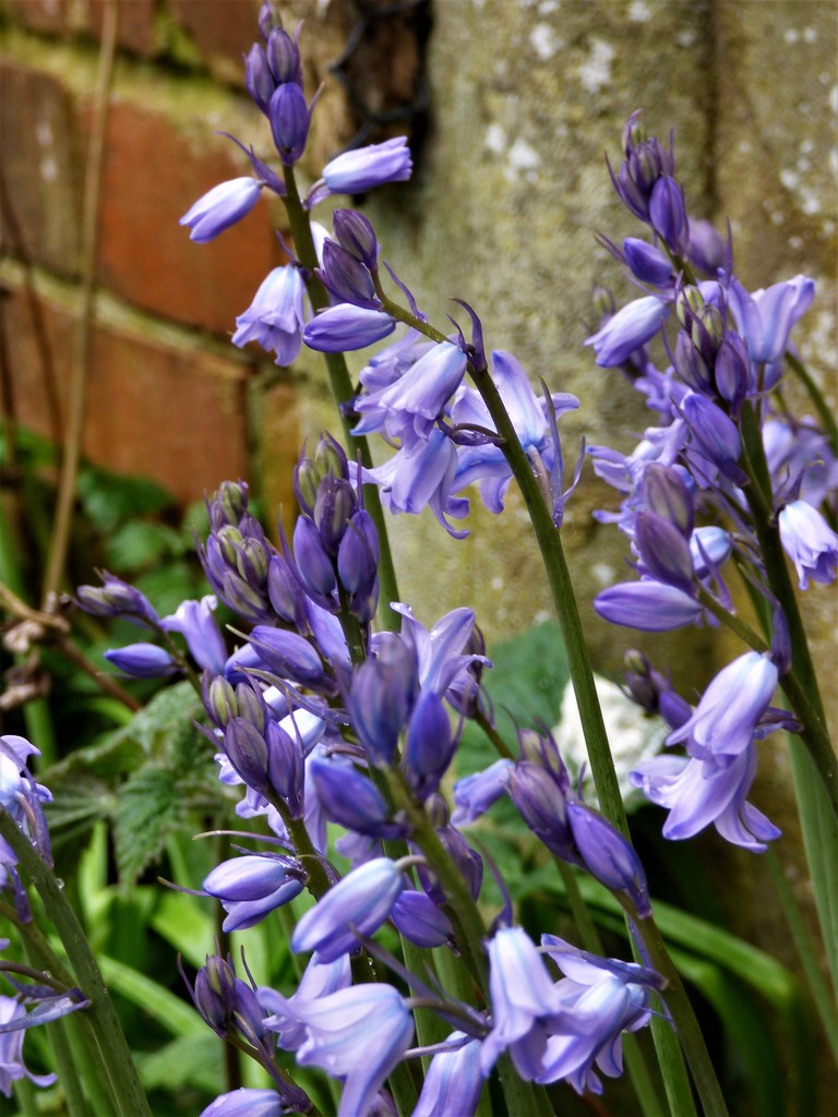 Bluebells in the garden  by beryl