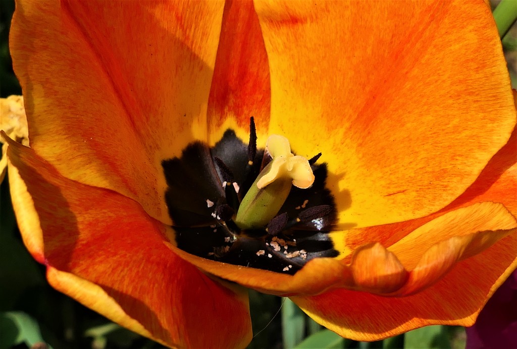 Sunshine Tulip by carole_sandford
