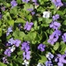 Violets by essiesue