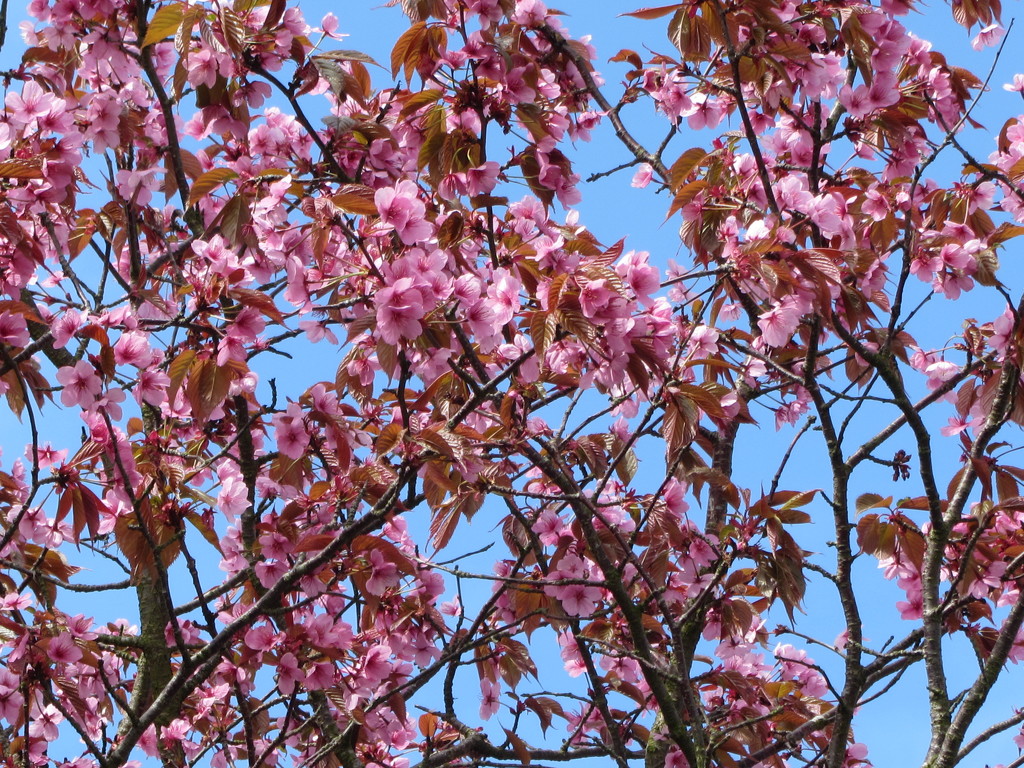 Blue sky, pink blossom. by grace55