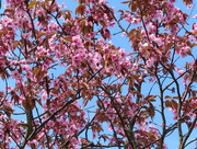 22nd Apr 2018 - Blue sky, pink blossom.