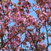 Blue sky, pink blossom. by grace55