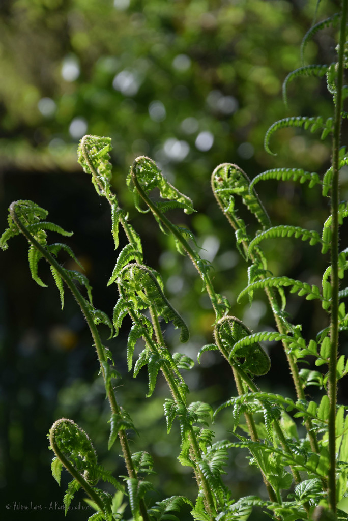 fern by parisouailleurs