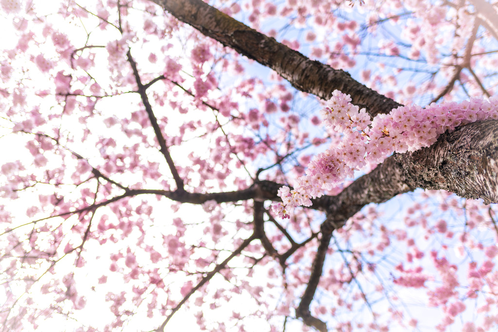  Cherry blossoms by kwind