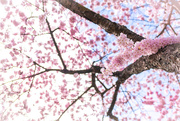 21st Apr 2018 -  Cherry blossoms