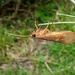 Adult Caddisfly by julienne1