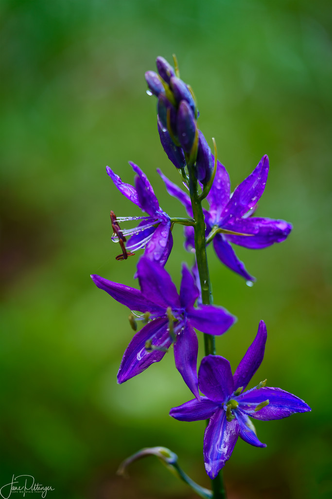 Camas Lily After the Rain  by jgpittenger