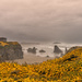 Foggy Bandon Rocks Framed with Gorse  by jgpittenger