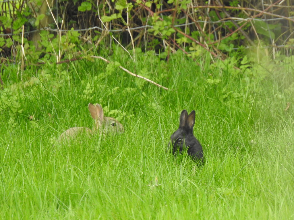 Bunnies in the Long Grass by susiemc