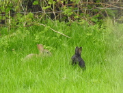 22nd Apr 2018 - Bunnies in the Long Grass