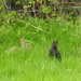 Bunnies in the Long Grass by susiemc