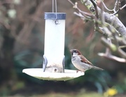 22nd Apr 2018 - House Sparrow