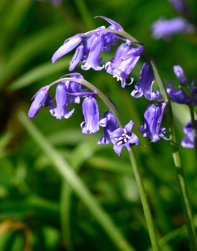 Bluebells by redandwhite