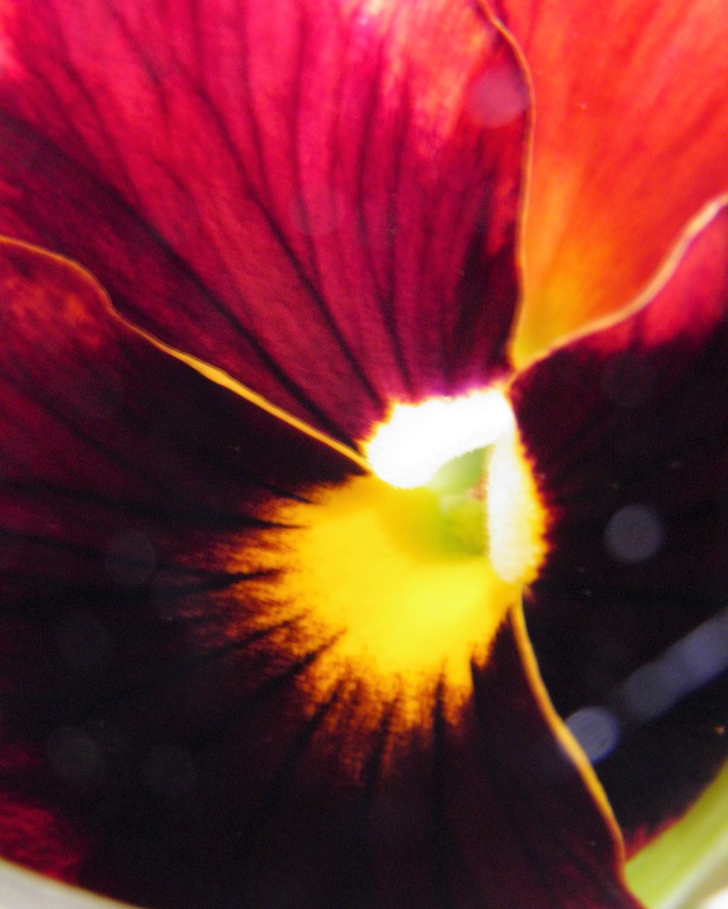 April 21: pansy by daisymiller