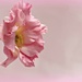 Pink Lisianthus. by wendyfrost