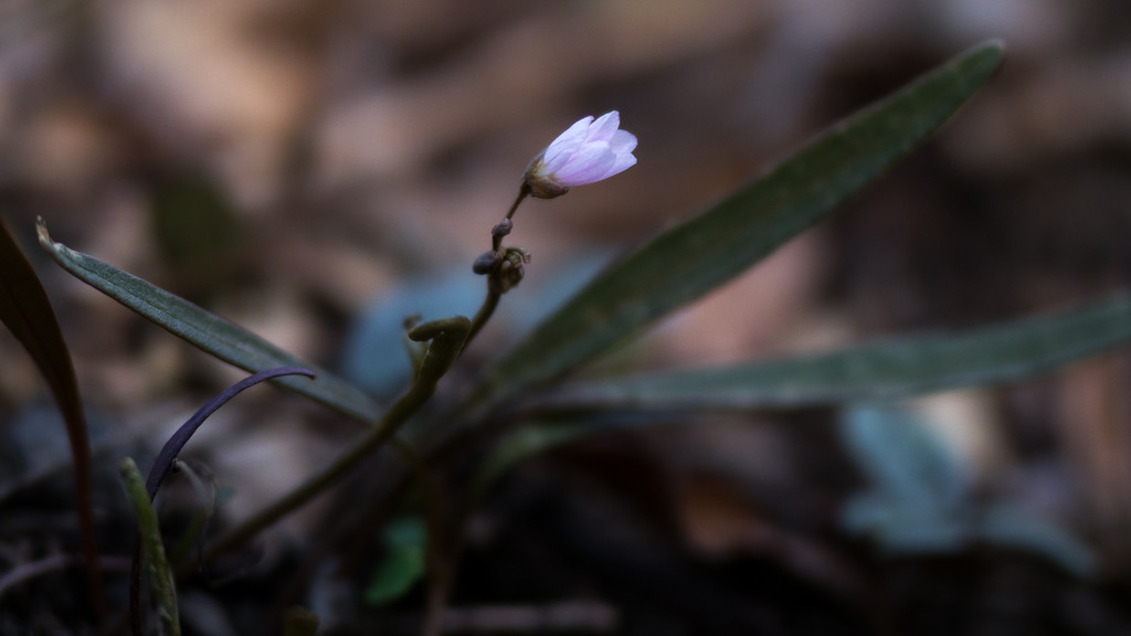 Spring Beauty Side View Wide by rminer